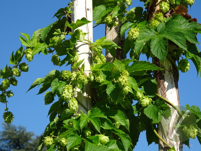Hopfen: Übersicht
